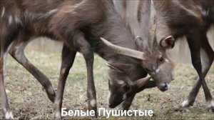 САОЛА/Копытные/Животные/Интересные факты