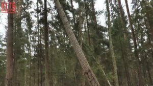 Видеоинструкция по охране труда при проведении лесосечных работ в зимний период