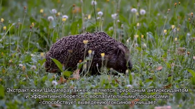 Юкка Шидигера в кормах для хорьков смотреть онлайн