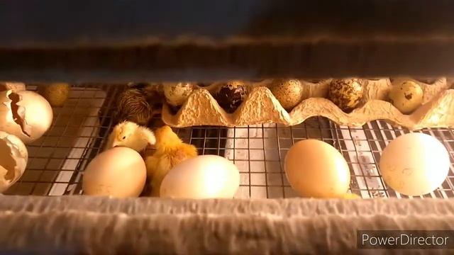 Самодельный инкубатор спустя год, работает или нет? смотреть онлайн