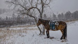 Почему Казахи Едят Лошадей?😯