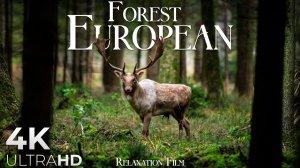 Лес Европа - Расслабляющая музыка и красивые виды Full HD