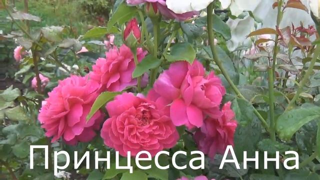 В каждый сад роз вложена своя душа.Сочетание роз---красиво и интересно. смотреть онлайн