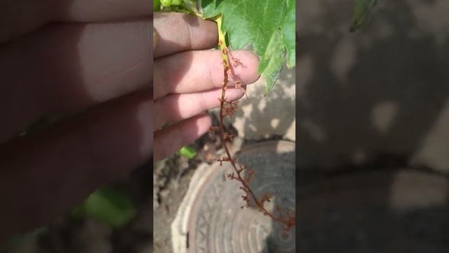 Серая гниль на гроздях. Опасно! смотреть онлайн