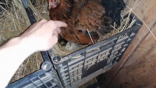 Квочка погубила цыплят / Только 1 цыпленок остался в живых / Что теперь делать с ней?
