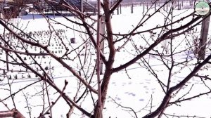 Обрезка вишни весной. Обрезка молодой вишни. Разреженно-ярусная крона. Обрезка вишни для начинающих