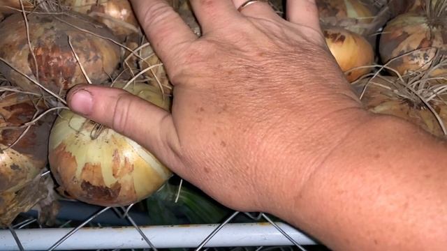 Сушим лук ! - Получилось прикольно)) смотреть онлайн