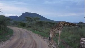 Танзания Сафари в Серенгети   Жираф на дороге