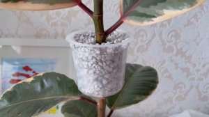 Воздушная отводка для фикуса Белиз