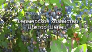 Как выбрать удобрения для голубики