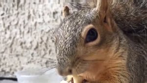 Funny Squirrel Compilation. Прикольные белки. Лучшая нарезка)