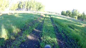 Автоматическое сцепление: плюсы и минусы