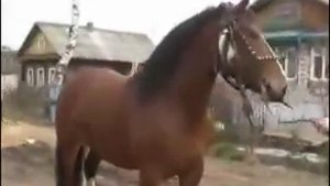 Цыганские лошади в рыбинмке