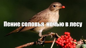 Видео 1 час Пение соловья  ночью в лесу для сна и медитации