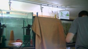 Как развести Дискусов. Секреты нерестовой воды.