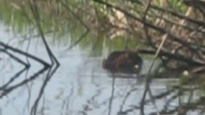 Ондатра ловит рыбу