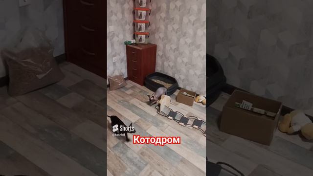 Котодром#catshorts #котодром#котята # смешныекоты