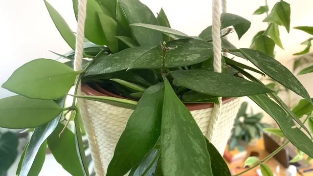 BEST Hanging + Trailing Houseplants Right Now 🌱 Top 10 Amazing Plants To Hang and Trail