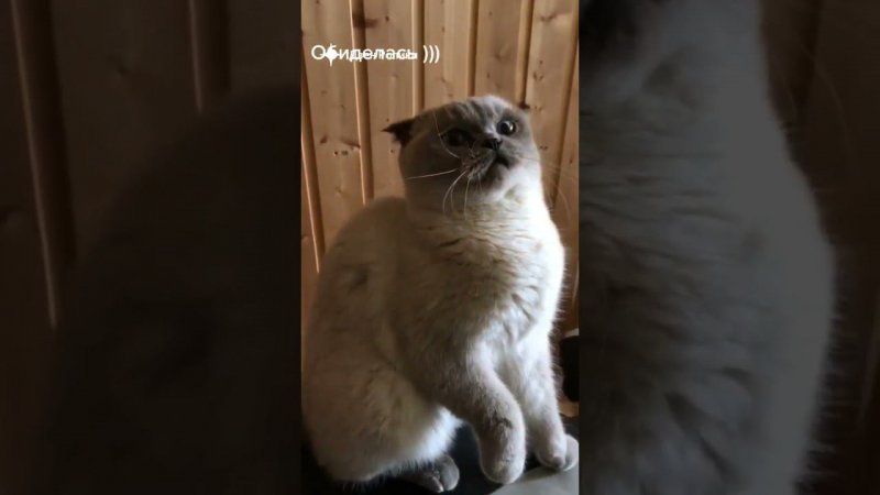 Кошка обиделась #кошка