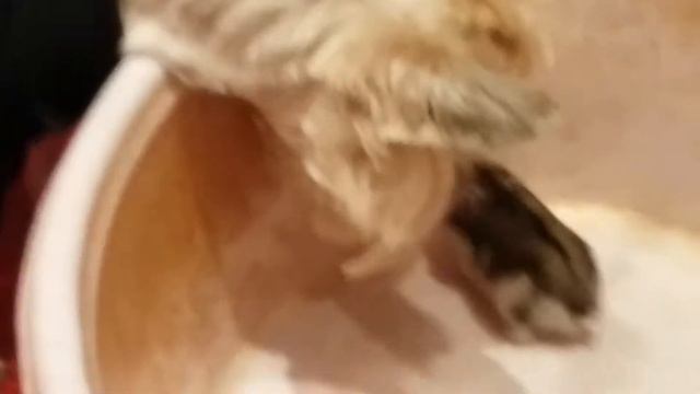 Моя собака и хомяк! смотреть онлайн