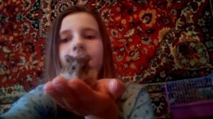 ДРЕССИРОВКА ХОМЯКА! Что нужно знать о дрессировке ДЖУНГАРИКА?/Pets Family