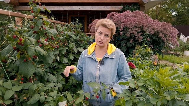 Ремонтантная малина - варенья хватит всем!