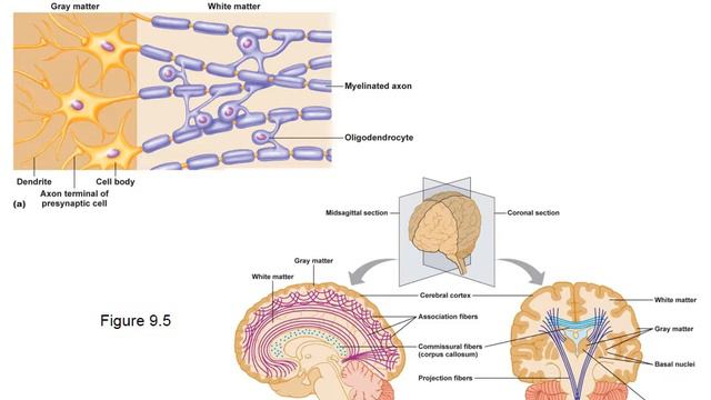 Spring 2017 06 Central Nervous System