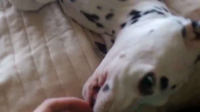 Далматинец (Dalmatian)