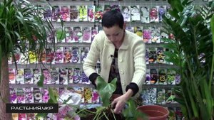 Антуриум уход в домашних условиях / антуриум размножение и пересадка