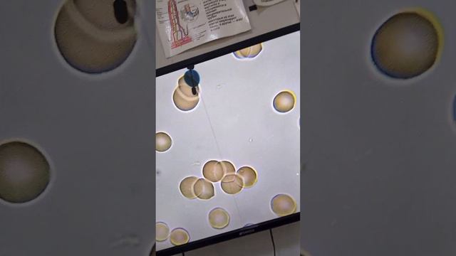 Перекистин таасири. смотреть онлайн