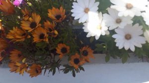 African Daisy -- Osteospermum -- Marguerite