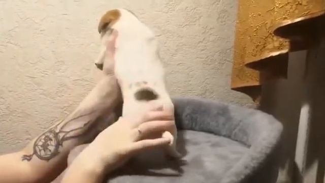 Щенок Джек Рассел терьера - Сияющий Бриллиант Прада смотреть онлайн