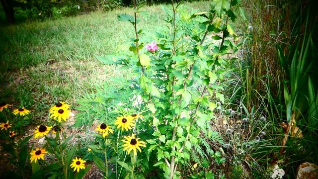 Рудбекия желтая 'Goldsturm' и розовый гибискус. смотреть онлайн