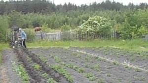 проба двухрядного окучника.