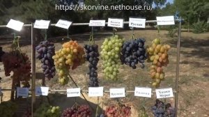 Сорта винограда. Выставка в Новочеркасске 2017