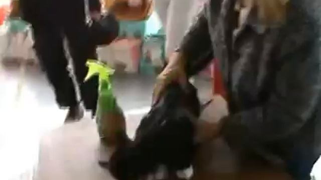 Международная Выставка Кошек «Цветок Сакуры Лето» 2 смотреть онлайн