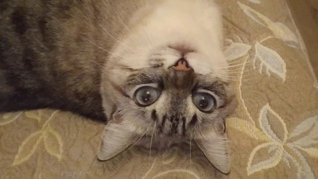 Кошачья вольница и рыба Кунжа смотреть онлайн