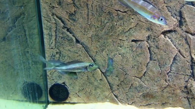 Asprotilapia leptura - 2 males courting a female - PISCES смотреть онлайн