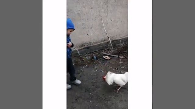 петух драчун смотреть онлайн