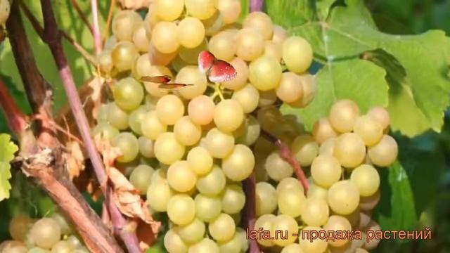 Виноград плодовый Платовский (vitis platovskii) ? обзор: как сажать, рассада винограда Платовский смотреть онлайн