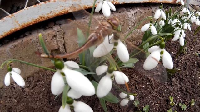 Замёрзшая стрекоза сидит на подснежниках - в конце февраля смотреть онлайн