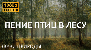 Успокаивающие звуки природы | для сна учебы расслабления | Пение птиц | Лес | Медитация | Релакс