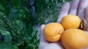 Абрикос на северо западе ч. 2