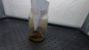 Лучшее средство от мушки дрозофилы