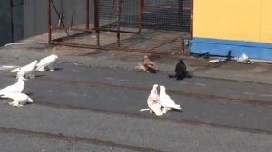 Узбекские бойные голуби / Uzbek Pigeons / Usbekische Tauben ( Рустам , г.Сургут . Россия )