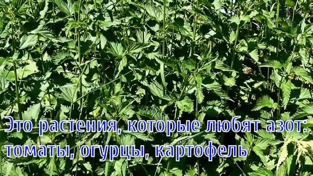 Удобрение из крапивы (ЭКОНОМНО и ЭФФЕКТИВНО)