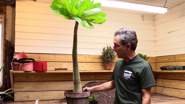 Cabbage on a Stick Plant (Brighamia insignis) смотреть онлайн
