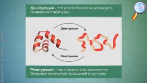 Биология 9 класс (Урок№5 - Органические молекулы. Биологические полимеры — белки.)