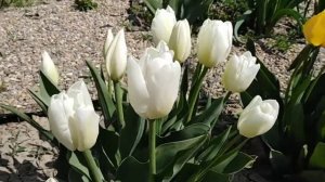 11 апреля 2020. Тюльпан Ланка - безупречная элегантность. Lanka Tulip. Есть излишки