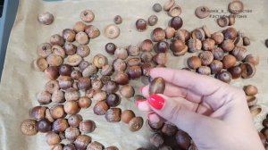 Заготовка природных материалов. Сушка и хранение. Желуди и каштаны.